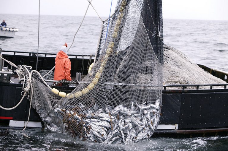 Pesca: Argentina y Uruguay están desperdiciando fuentes de proteínas y trabajo