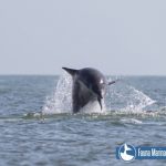 delfines en la paloma