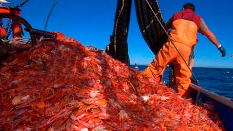 Récord en la pesca de langostino en Chubut, pero con precios a la baja