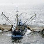 pesca electrica