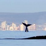 primeras ballenas