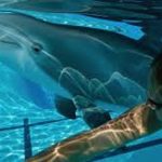 delfin robotico