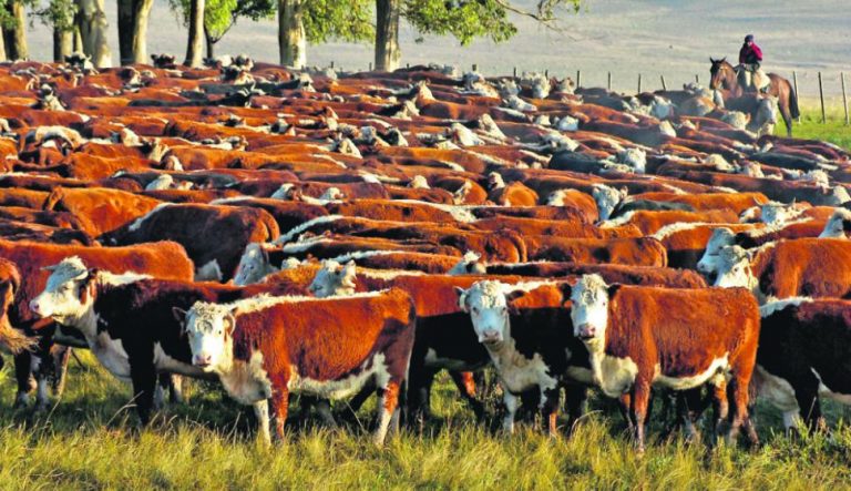 El 50% de las emisiones de metano provienen de la ganadería