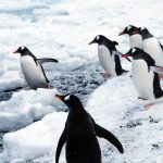 pinguinos en la antartida