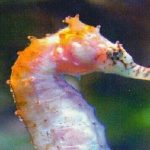 caballito de mar
