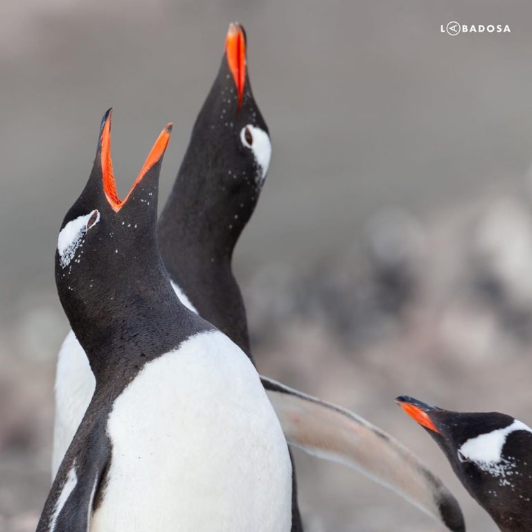 “25 de abril” Día Mundial del Pingüino
