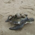 tortugon