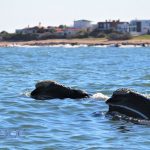 ballenas medidas
