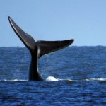 ballenas y ballenatos