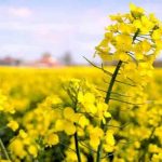 colza