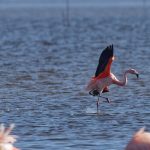 flamencos