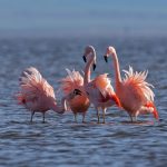 flamencos2