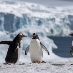 pinguinos en antartida