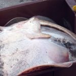 zona comun de pesca