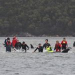 ballenas en tansmania