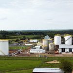 planta sanducera alur