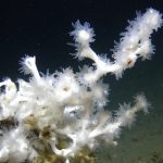 NOAA Ocean Explorer: Lophelia II 2009: Deepwater Coral Expeditio