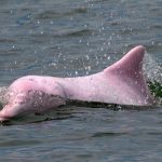 delfines rosados