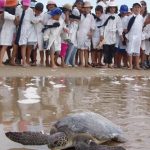 tortuga liberada