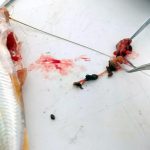 peces y el mejillón