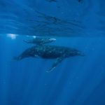 salvemos los oceanos