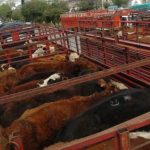 venta ganado en pie