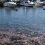 aguas vivas