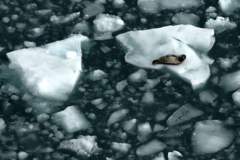 El Océano Ártico podría quedar sin hielo en verano a partir de 2030