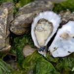 ostra portuguesa