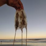 cubomedusa