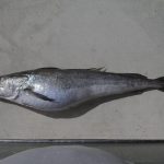 merluza