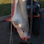 sarda