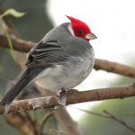 cardenal común