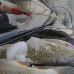 corvina