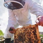 apicultores