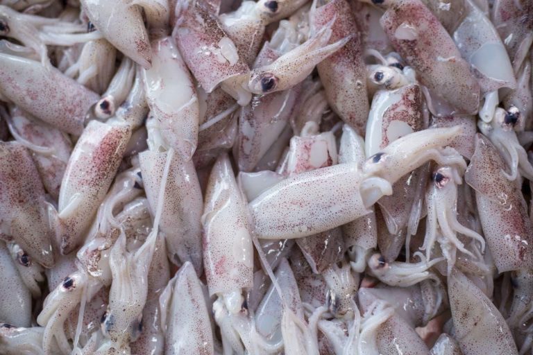 Argentina: estructura pesquera al inicio de 2026 confirma alta concentración en calamar y langostino, con predominio del segmento congelador