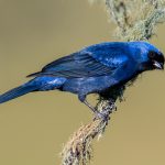 cardenal azul