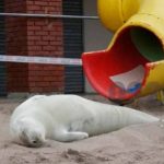 foca golpeada
