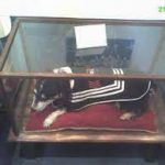 foque en museo