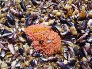 Huevos de liebre de mar