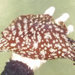 liebre de mar