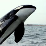 orca palomense