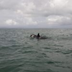 orcas en uruguay