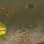 peces del rio