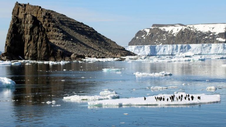 Biólogos monitorearán fauna del Atlántico Sur durante la campaña antártica de 2022