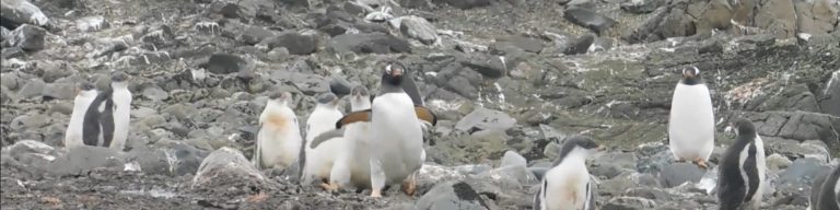 Concurso “¿Qué le pasa al pingüino?”