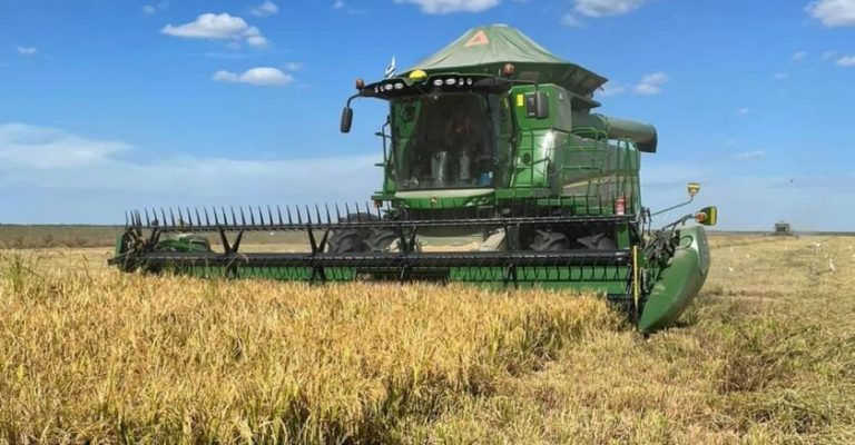 Crecerá el área arrocera, pero también suben costos
