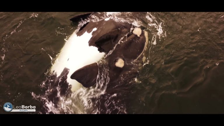 Video registra a dos ballenas francas australes copulando en costa de La Paloma