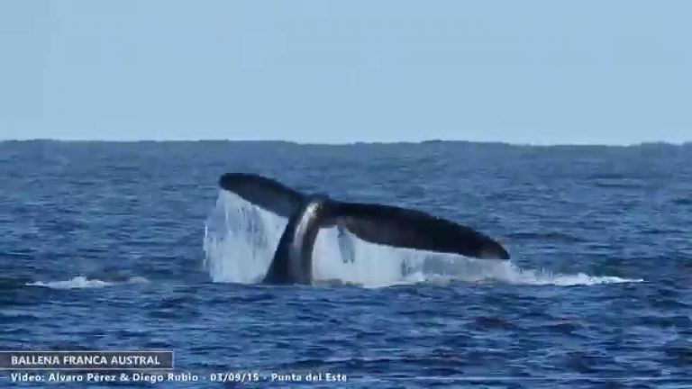 «Saltos y “coletazos” de ballenas francas australes en la costa de Rocha