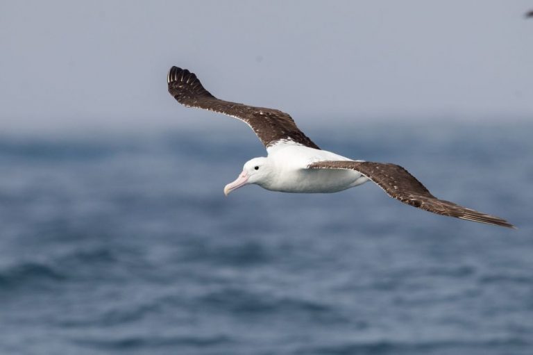La Paloma Uruguay: Encontraron en la playa un albatros muerto de 45 años